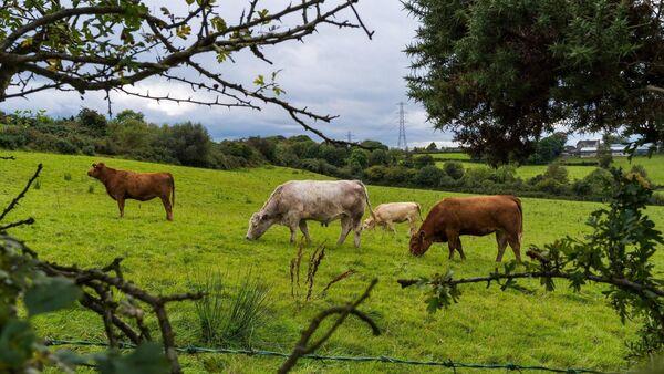 Extension to closing date for organic scheme applications